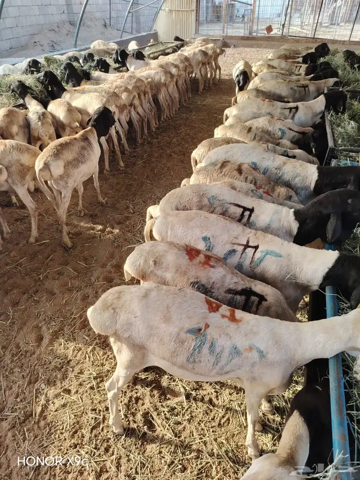 برابر صومالية جذعان وثنيان جملة وتفريد 1