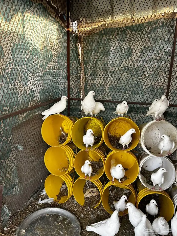 حمام فرنسي 4