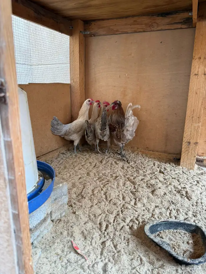 طقم ديكين ودجاجتين السعر 200 الموقع ضاحية الملك فهد 0