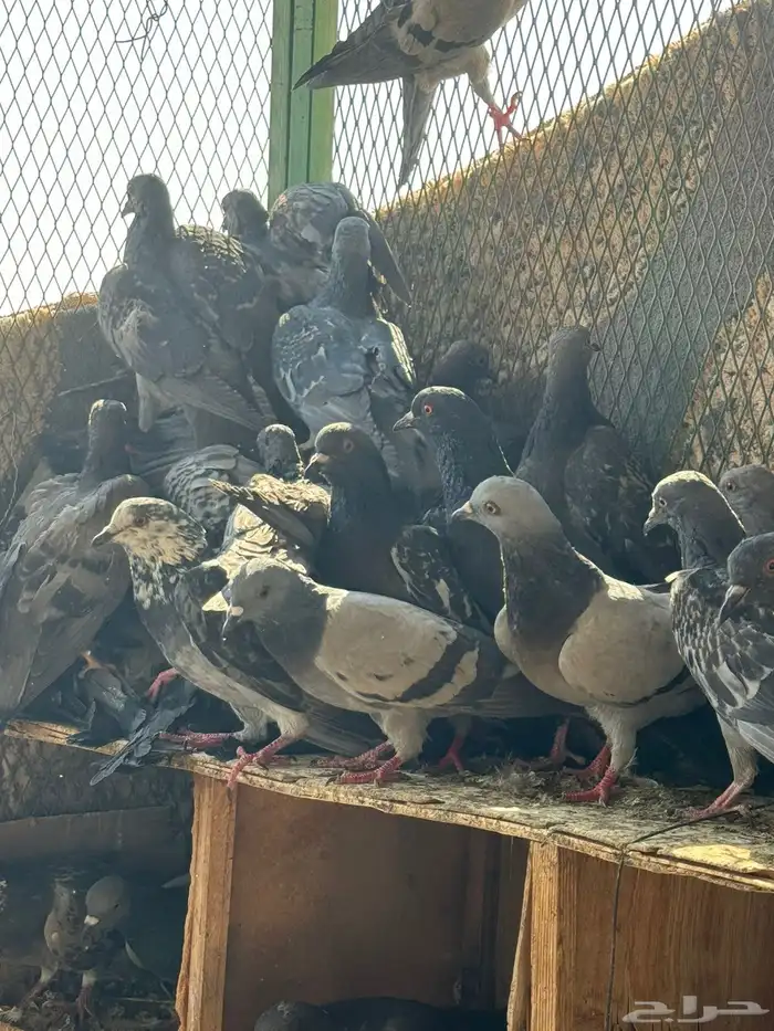 حمام للبيع 1