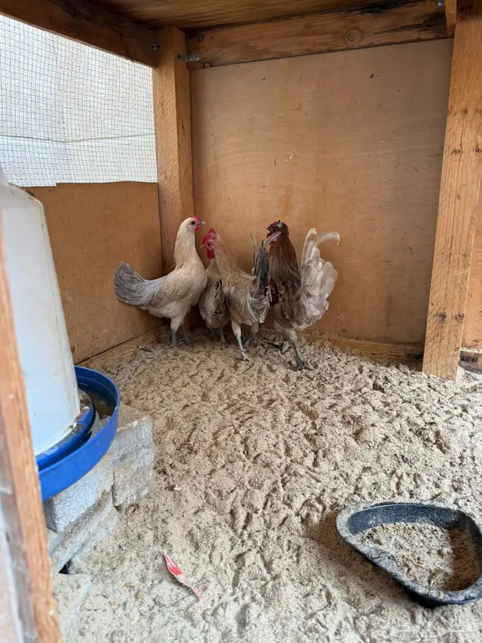 طقم ديكين ودجاجتين السعر 200 الموقع ضاحية الملك فهد 3