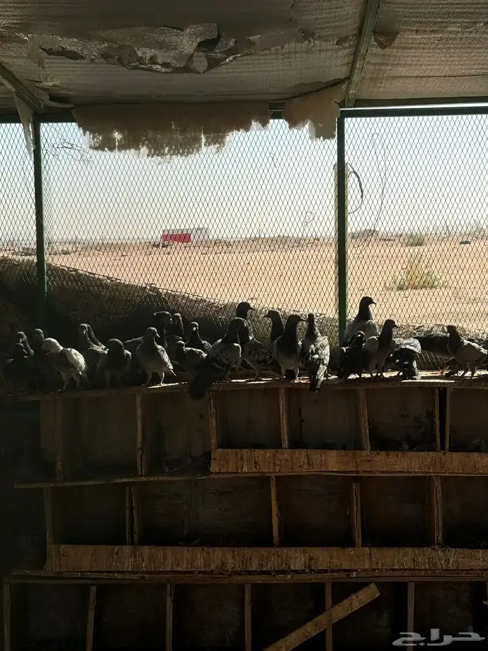 حمام للبيع 2