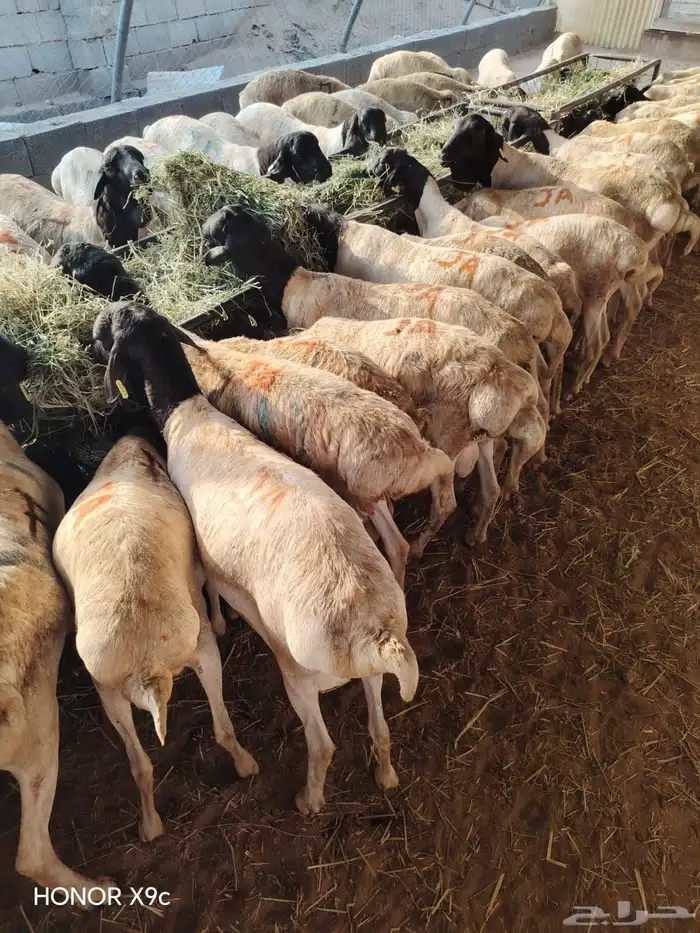 برابر صومالية جذعان وثنيان جملة وتفريد 0