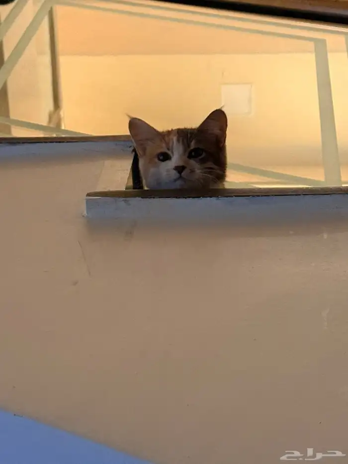 قطه للتبني اربع شهور 3