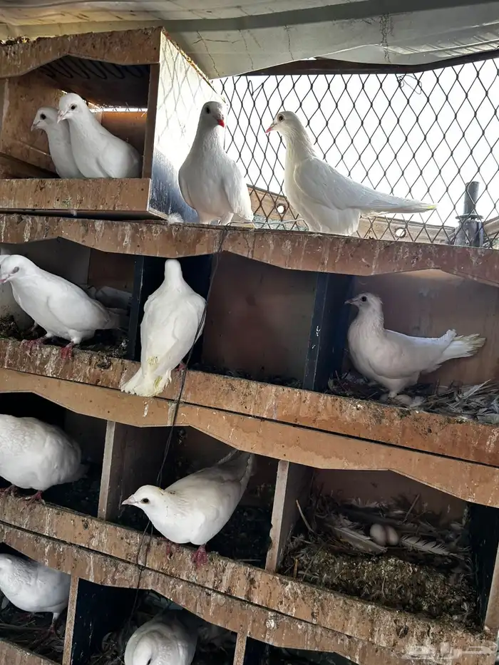 حمام فرنسي 3