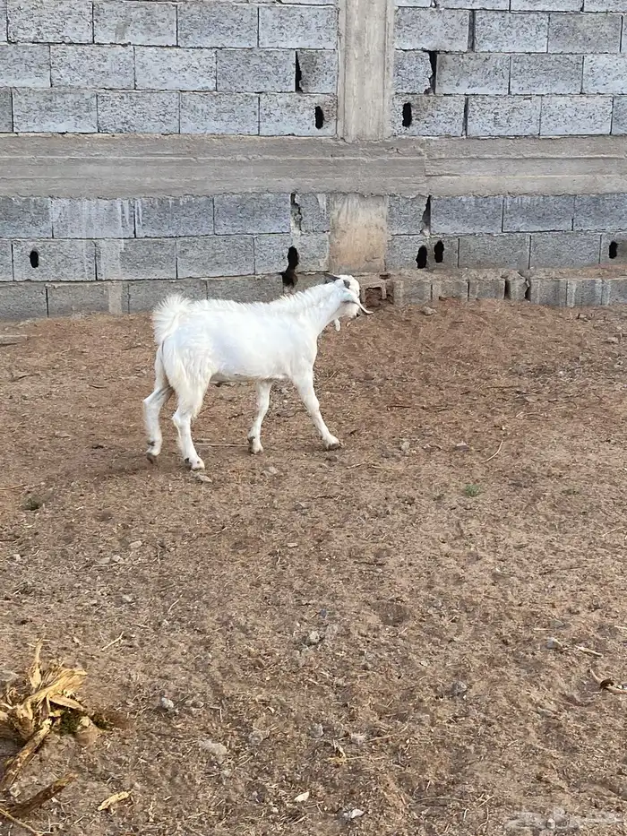 طليان ورخال وتيوس هرفي وطليان جبره 4