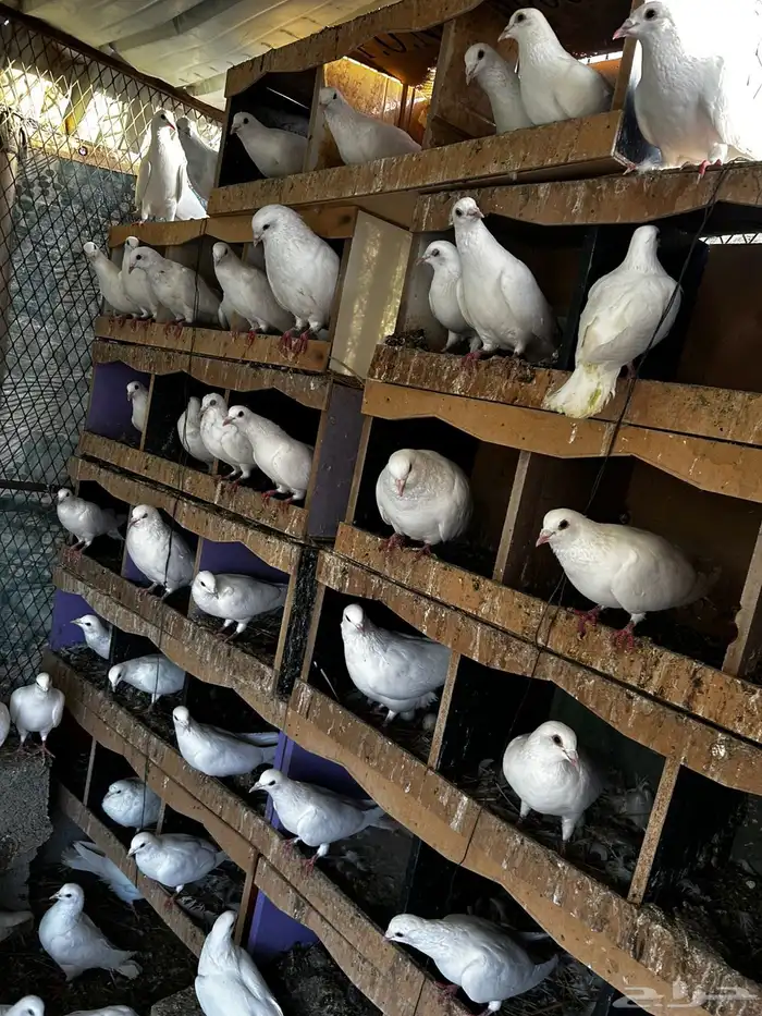 حمام فرنسي 0