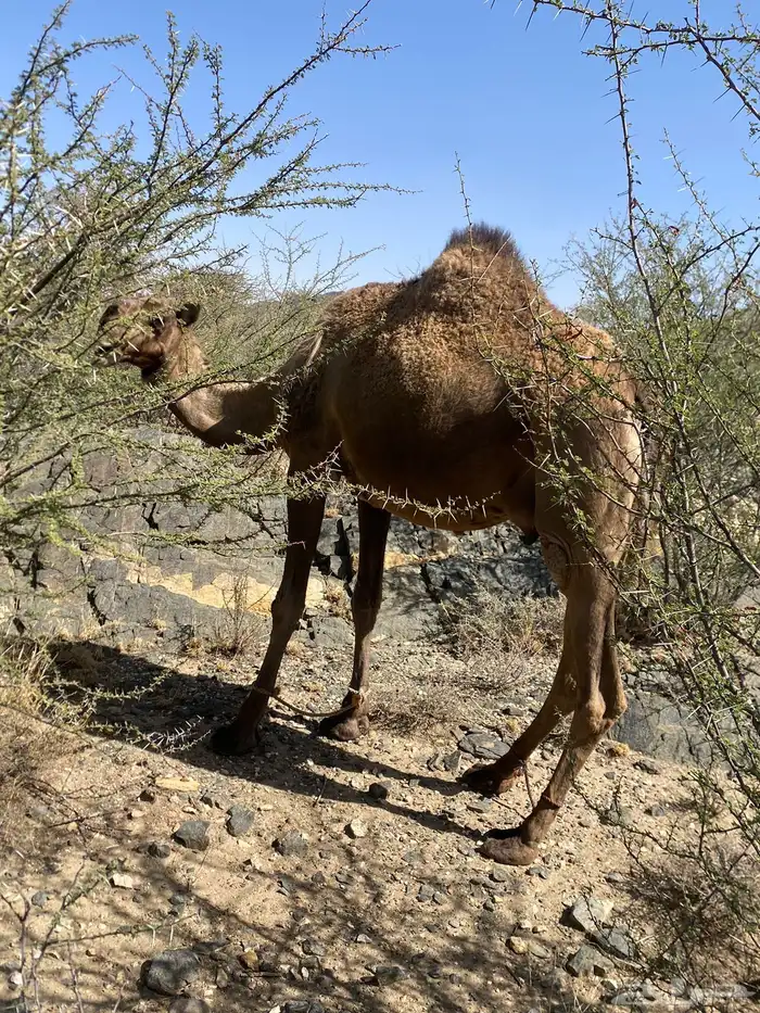 ناقة سديس صفراء معها بكره 8