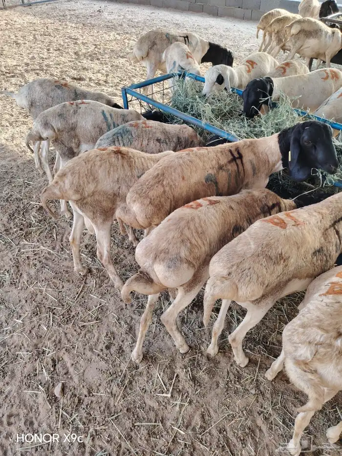 برابر صومالية جذعان وثنيان جملة وتفريد 2