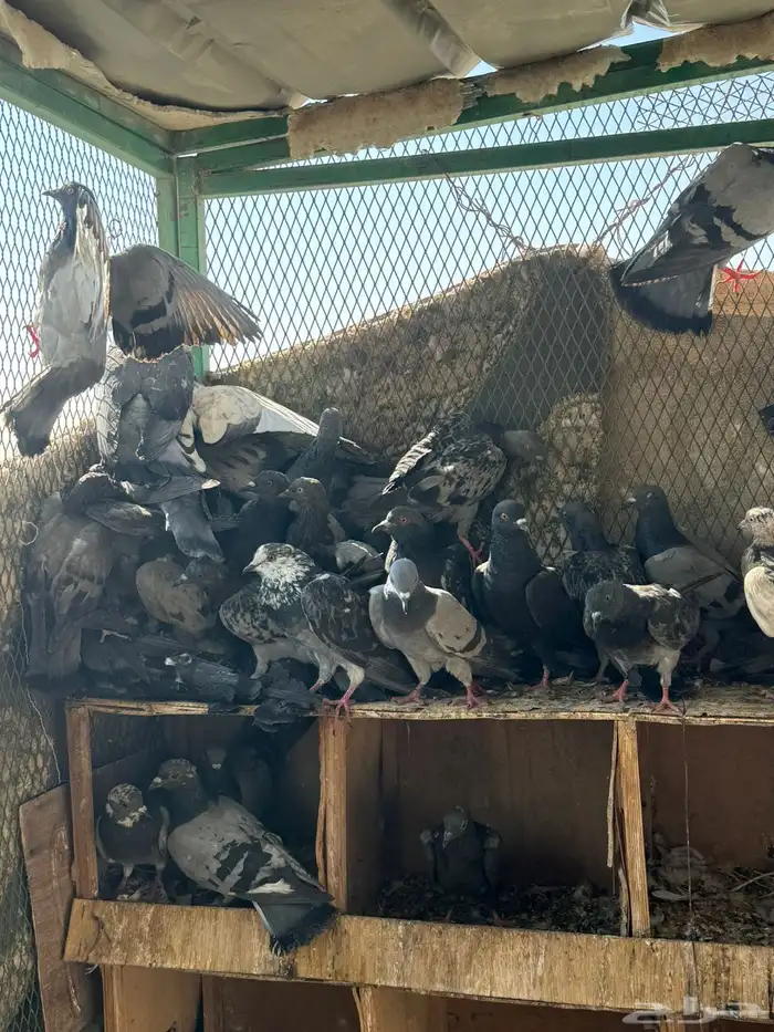 حمام للبيع 0