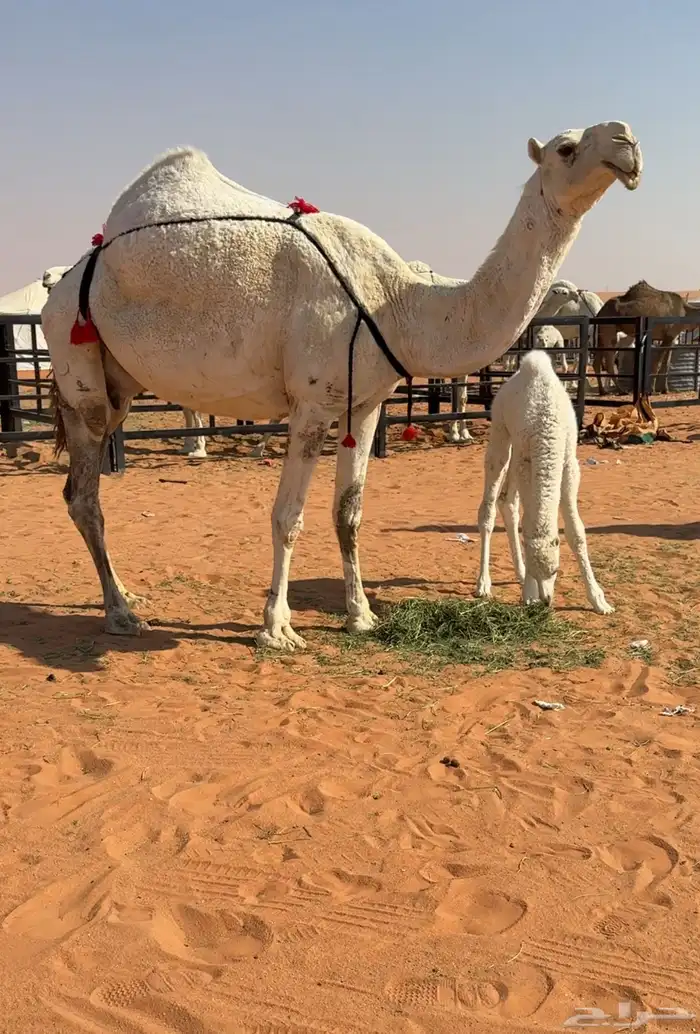 للبيع خلفه وضحا 3