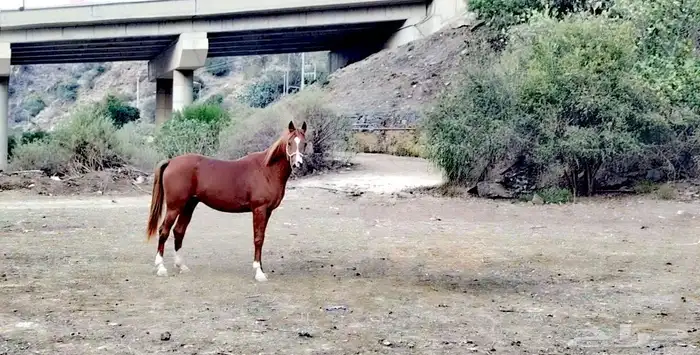 حصان جزيري حصان للبيع 2