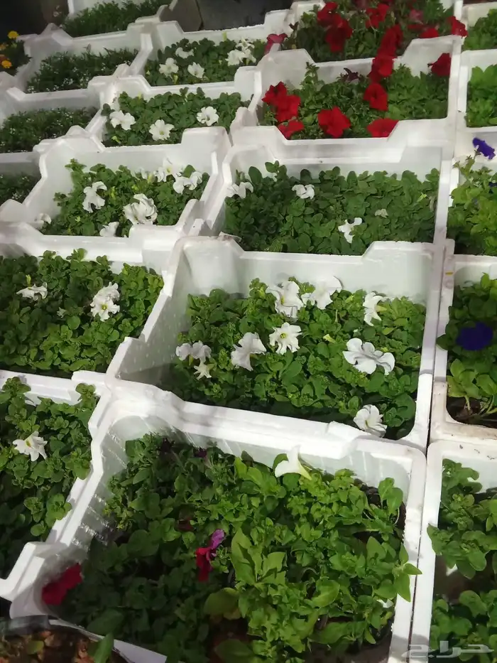 مشتل تنسيق حدائق 8