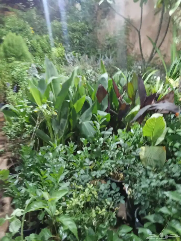 مشتل تنسيق حدائق 7