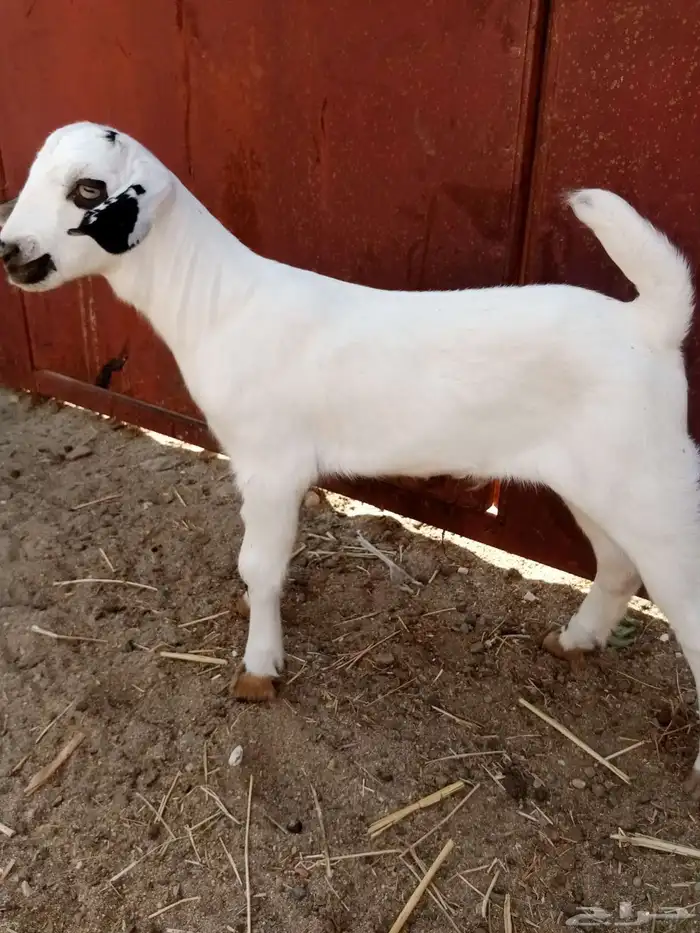 مشروع فحل داغور فاخر 0