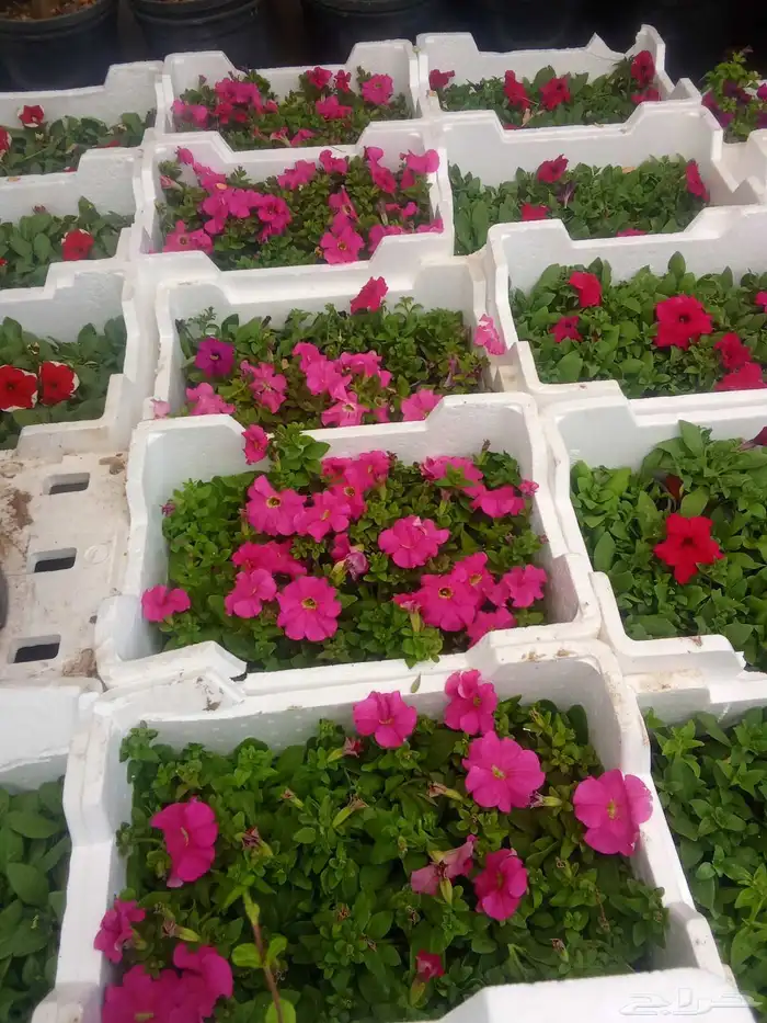 مشتل تنسيق حدائق 10