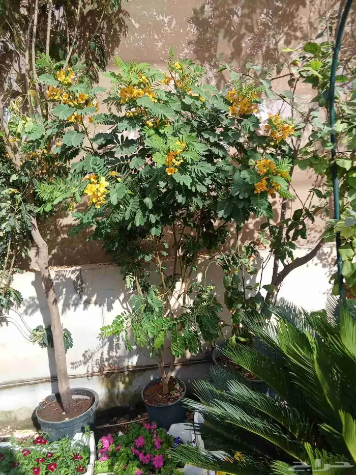 مشتل تنسيق حدائق 2