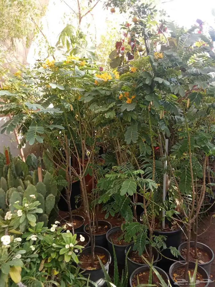 مشتل تنسيق حدائق 1