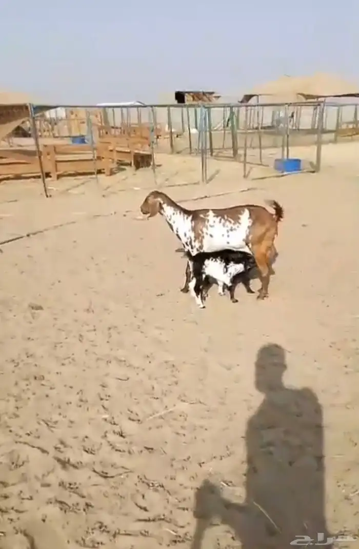 عنز مرخا بحمره يتبعها 2 بهم ب 2500 ريال نهائي 2