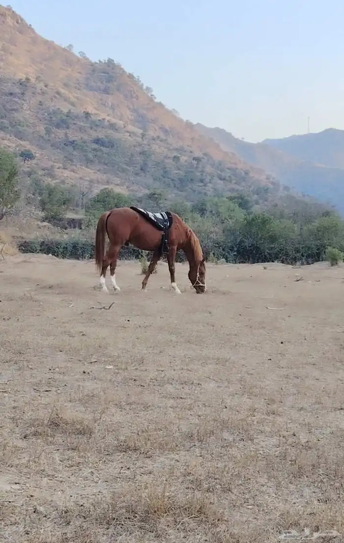 حصان جزيري حصان للبيع 1