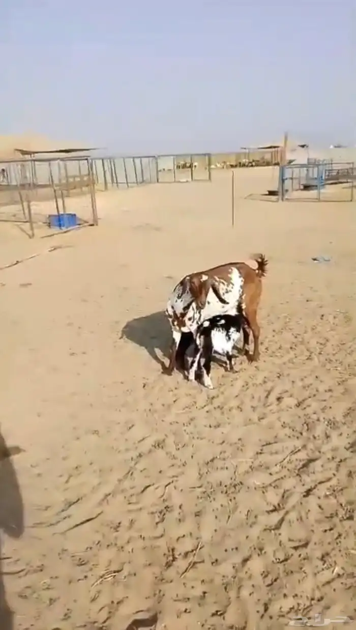 عنز مرخا بحمره يتبعها 2 بهم ب 2500 ريال نهائي 3