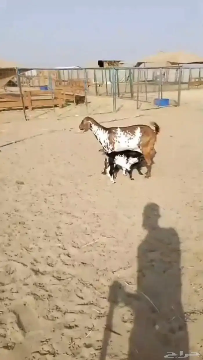 عنز مرخا بحمره يتبعها 2 بهم ب 2500 ريال نهائي 0