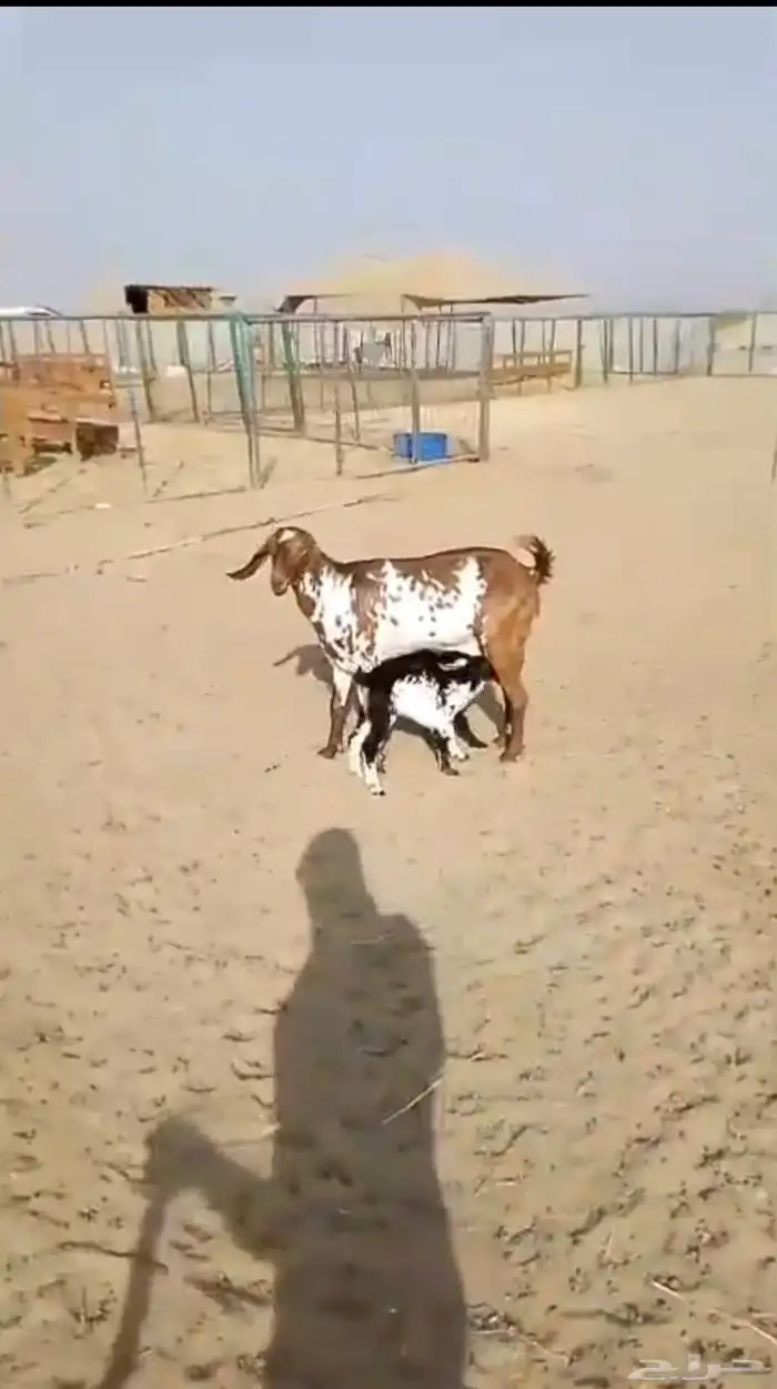 عنز مرخا بحمره يتبعها 2 بهم ب 2500 ريال نهائي 4