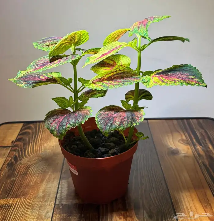 إعلان بيع نباتات سجاد 6