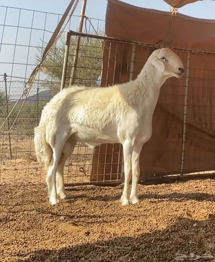 طلي صنف الصنف ارتفاع هائل 3