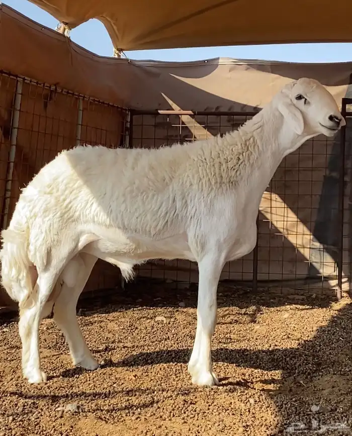 طلي صنف الصنف ارتفاع هائل 0