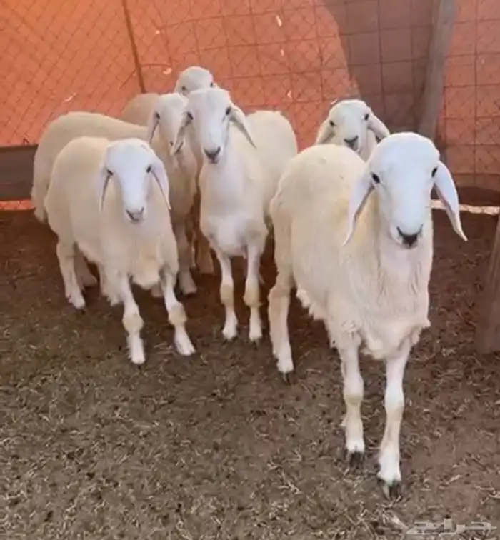 طليان حرية 0