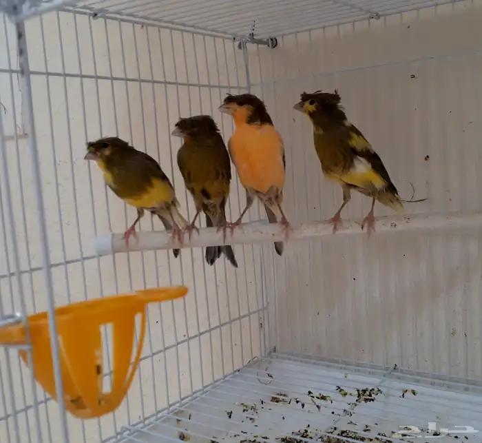 زوج كناري منتج ومغرد 4