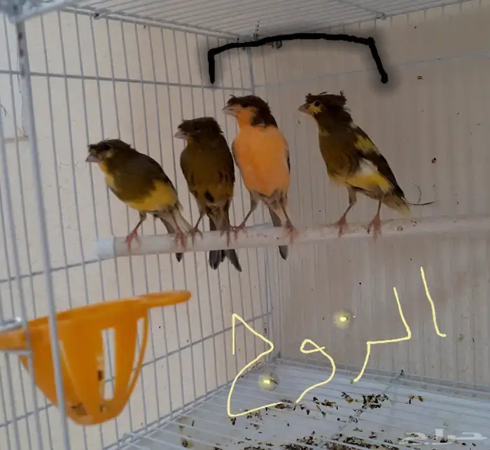 زوج كناري منتج ومغرد 0