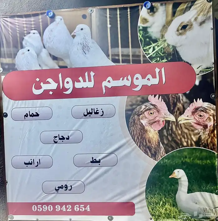 الموسم للدواجن زغاليل 0