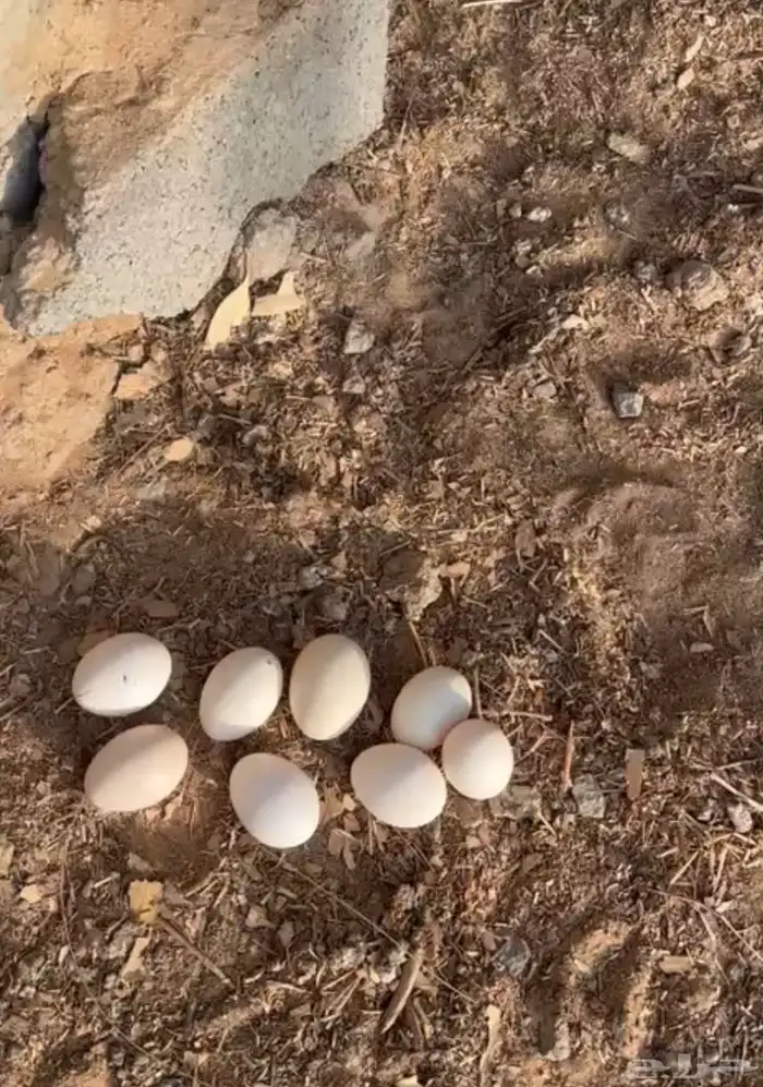 للبيع دجاج بلدي 3