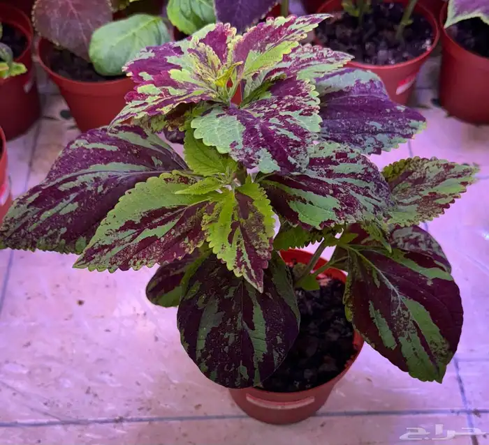 إعلان بيع نباتات سجاد 1