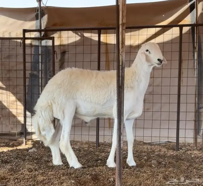 طلي صنف الصنف ارتفاع هائل 2