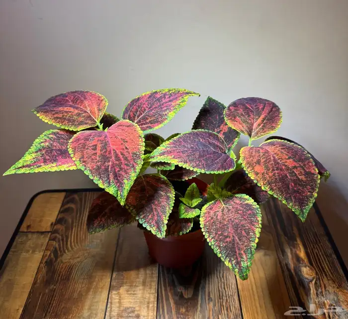 إعلان بيع نباتات سجاد 8