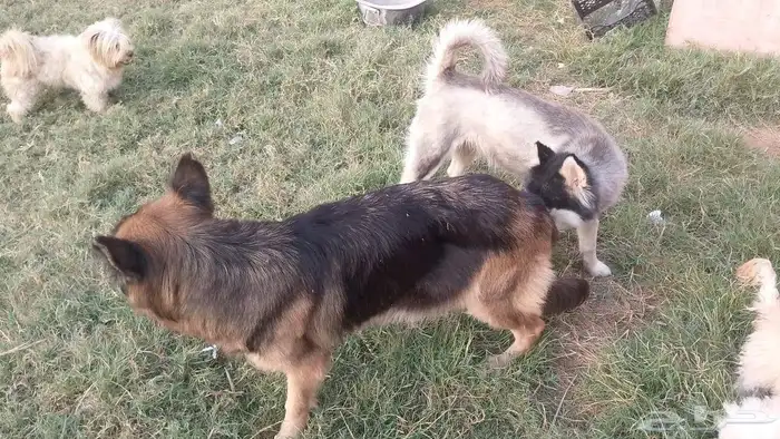 بيع كلاب دلع 6