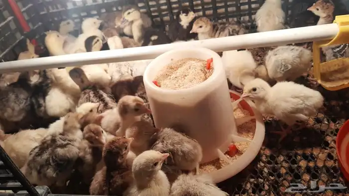 يوجد البط بكيني يوجد رومي صغير 2