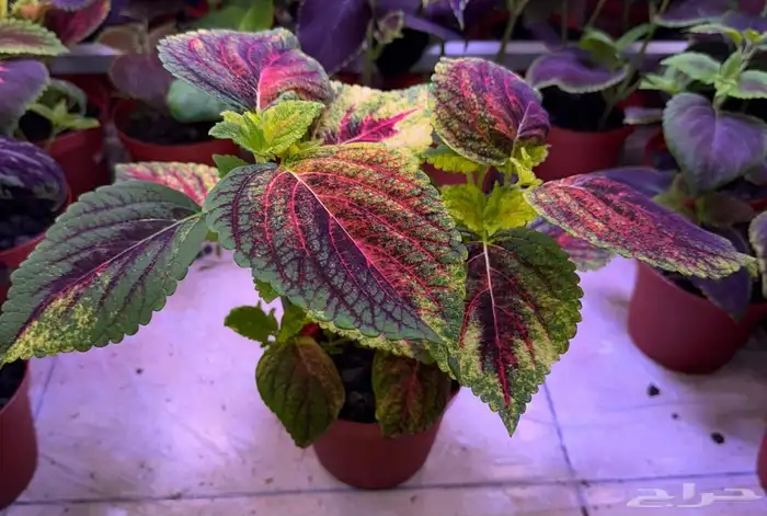 إعلان بيع نباتات سجاد 2