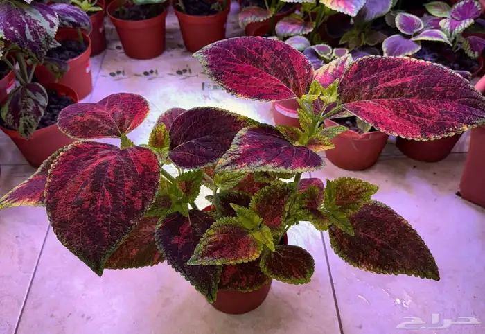 إعلان بيع نباتات سجاد 4