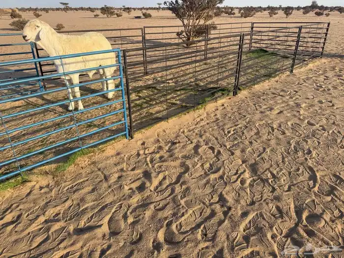 طلي جذع مشروط فاخر 0