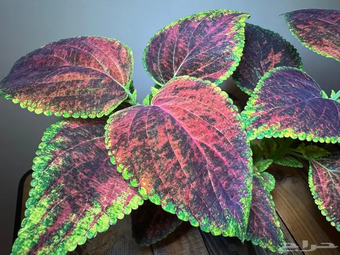 إعلان بيع نباتات سجاد 7