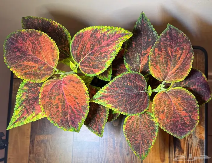 إعلان بيع نباتات سجاد 9