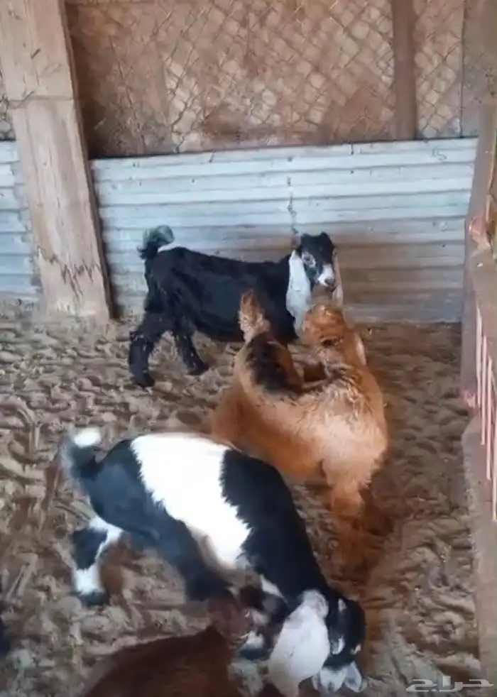 تيوس عارضيه وجفره 0