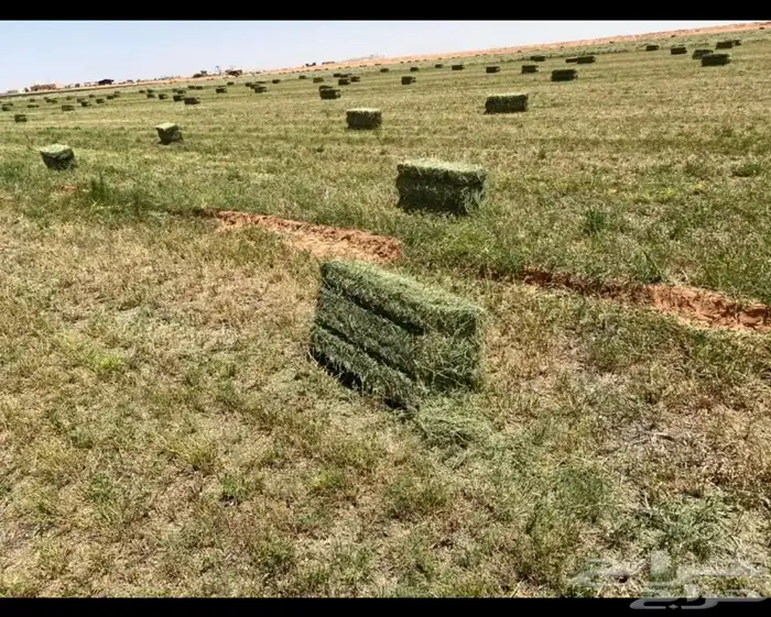 الجوف بسيطى 2