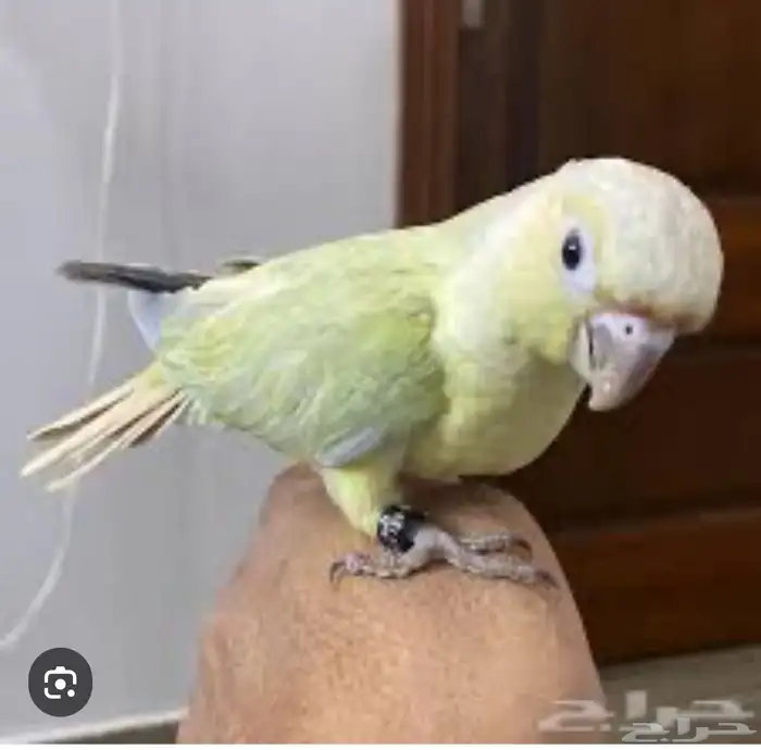 مطلوب شراء جوز منتج كنيور منت نعناع 0