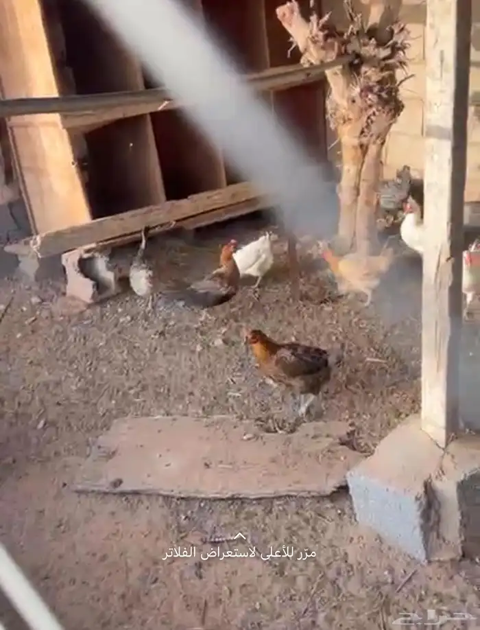 للبيع دجاج بلدي 2