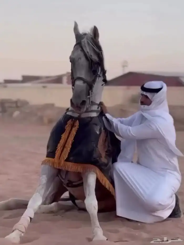 عقاب السويكت ولد سهم الشقب حفيد عديد الشقب مصري بيور 4